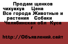 Продам щенков чихуахуа  › Цена ­ 10 000 - Все города Животные и растения » Собаки   . Челябинская обл.,Куса г.